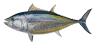 Bluefin Tuna copy