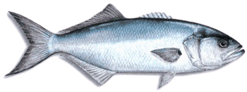 bluefish