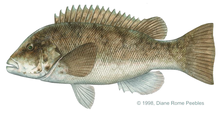 tautog